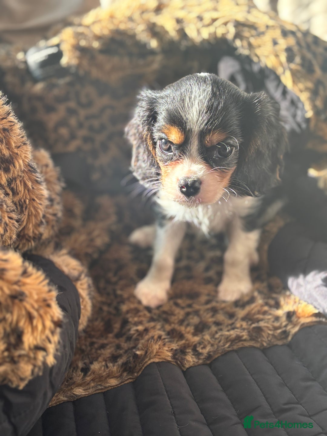 Cavalier King Charles Spaniel dogs for sale: 2 beautiful cavalier King Charles  - Image 9