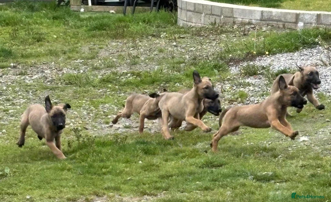 Belgian Shepherd Dog dogs for sale: Belgian shepherd pups REDUCED,! - Image 11