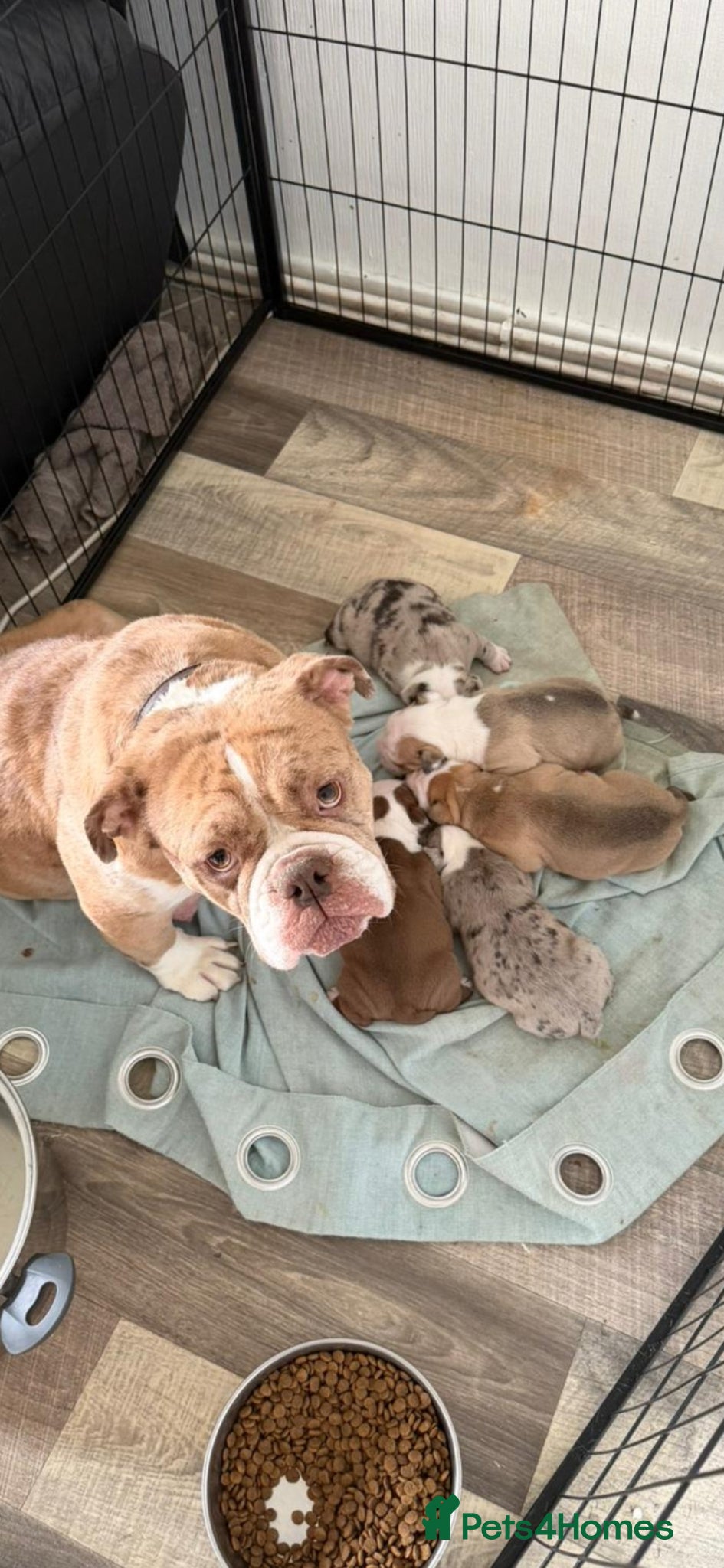 Olde English Bulldogge dogs Stunning old English bulldog puppies - Advert 1