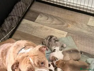 Olde English Bulldogge dogs Stunning old English bulldog puppies - Advert 1