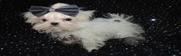 Maltese dogs for sale: ****Exquisite KC Registered Maltese Boy Puppy****  - Advert 7