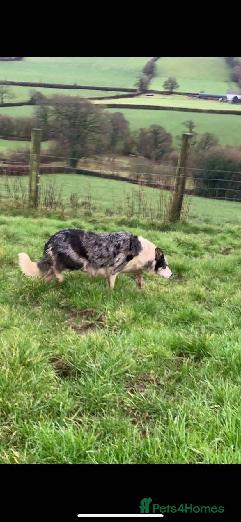 Border Collie dogs Blue merle collies - Advert 1