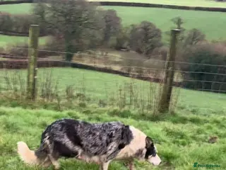 Border Collie dogs Blue merle collies - Advert 1