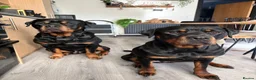 Rottweiler dogs for sale: Rottweiler Puppies  - Advert 9