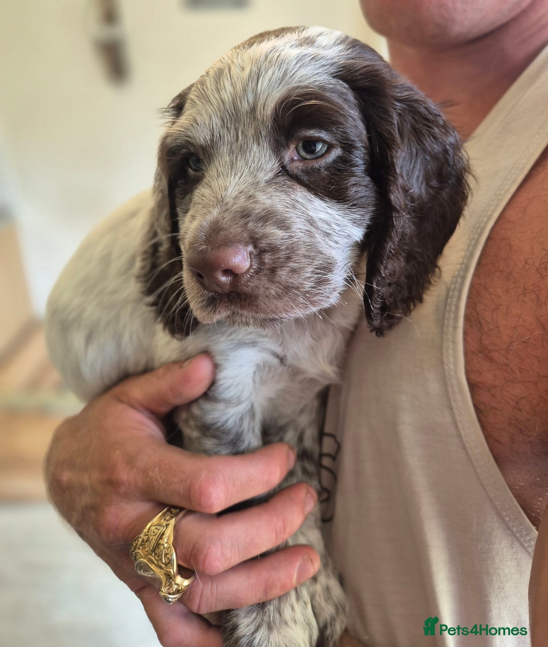 Cocker Spaniel dogs for sale: Beautiful chunky male cockers - Image 3