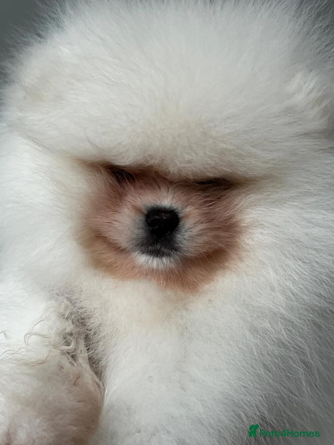 Pomeranian dogs for sale:     Luxury White Pomeranian Puppies  - Advert 2