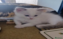 Ragdoll cats for sale: CUTE BLUE COLOUR POINT RAGDOLL KITTENS  - Image 14