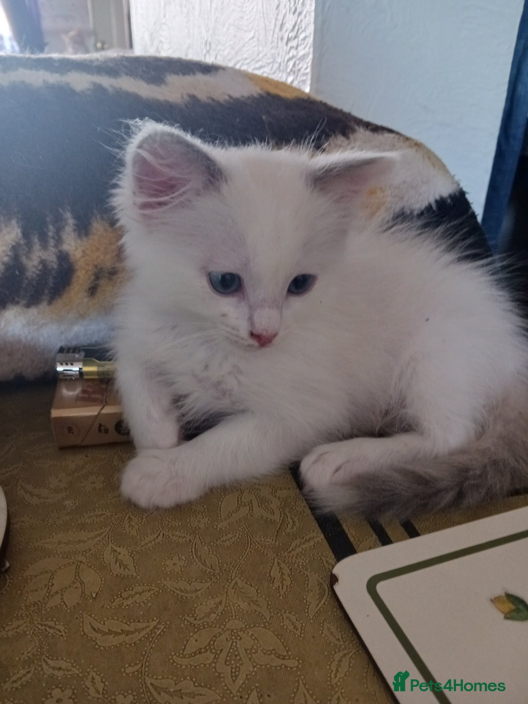 Ragdoll cats for sale: CUTE BLUE COLOUR POINT RAGDOLL KITTENS  - Image 14