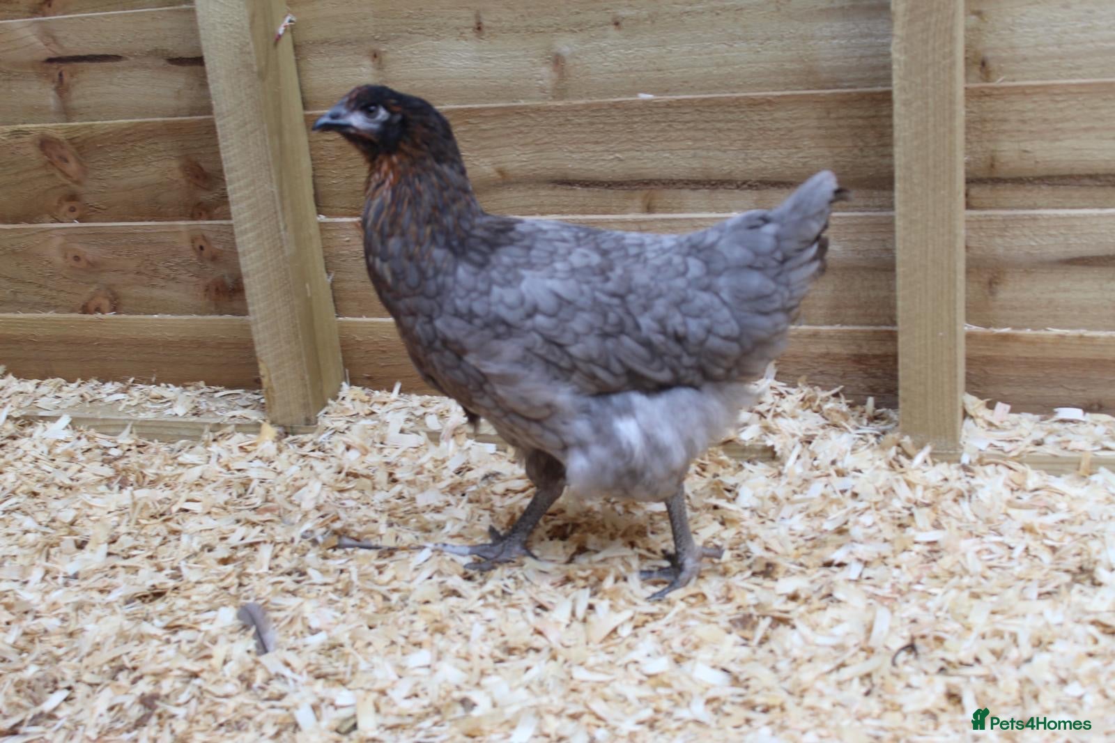 Mixed Breed poultry Hybrid Pullets Fully Vaccinated. - Advert 2