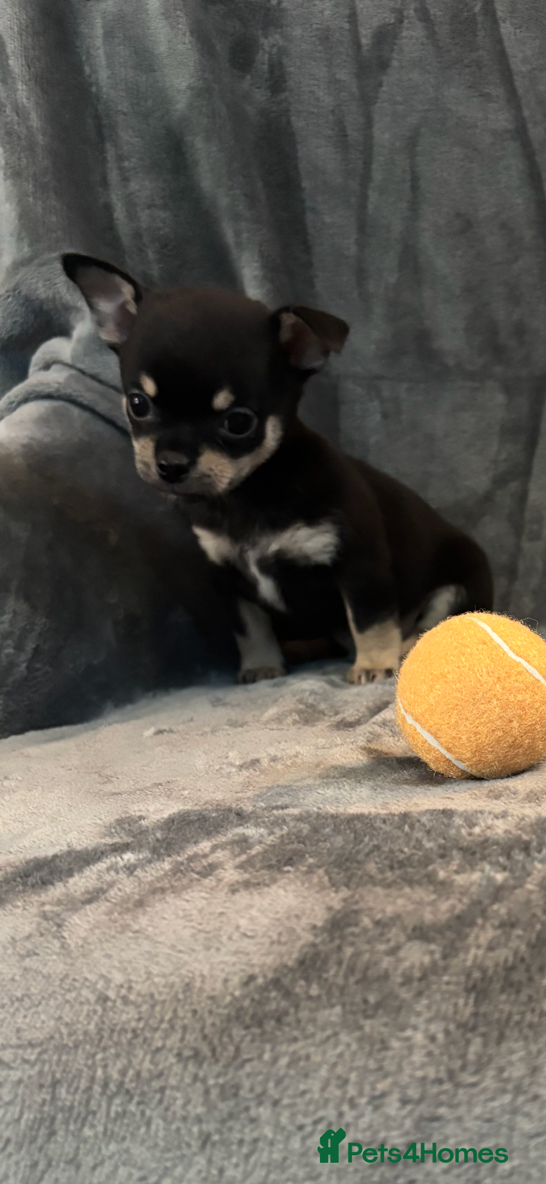 Chihuahua dogs for sale: Chihuahua puppy’s  - Image 7