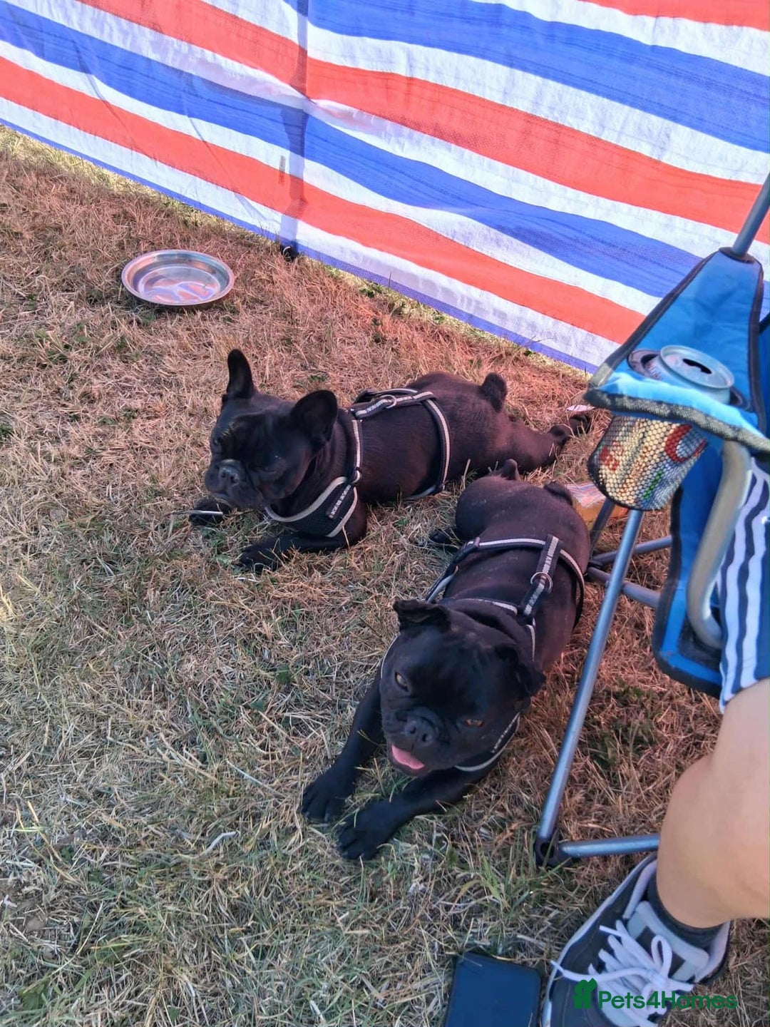 French Bulldog dogs for sale: 2x French bulldogs - Advert 7