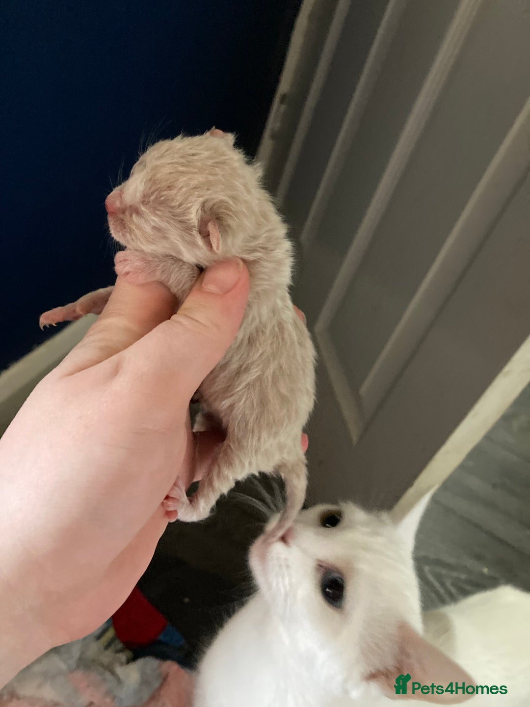 British Shorthair cats for sale: Kittens READY TO LEAVE British SH/Russian white - Image 11