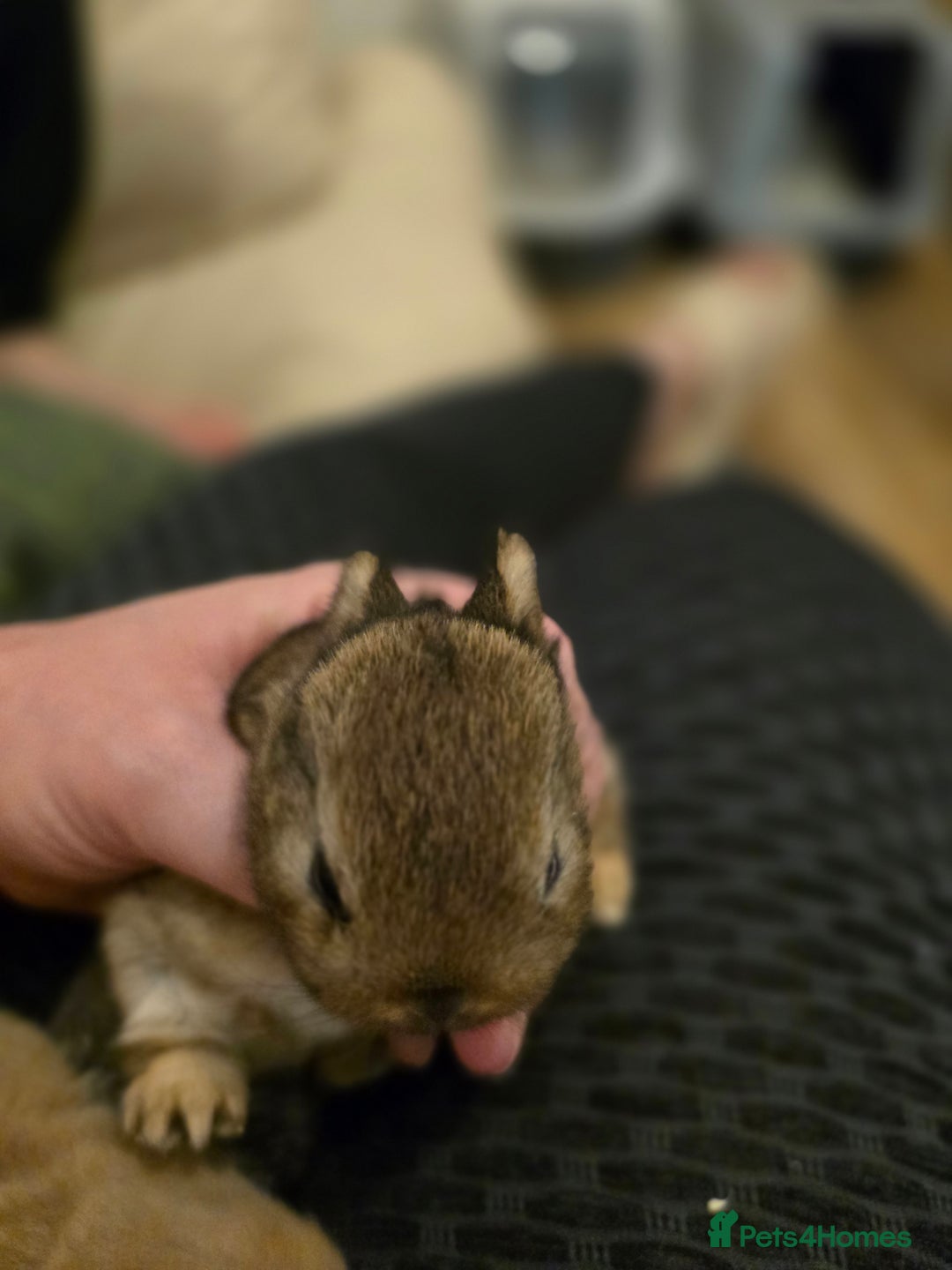 Netherland Dwarf rabbits for sale: Netherland dwarf babies bunnies - Advert 9