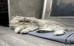 Persian cats for sale: Beautiful Persian x Exotic Kittens - Now Ready! - Image 2