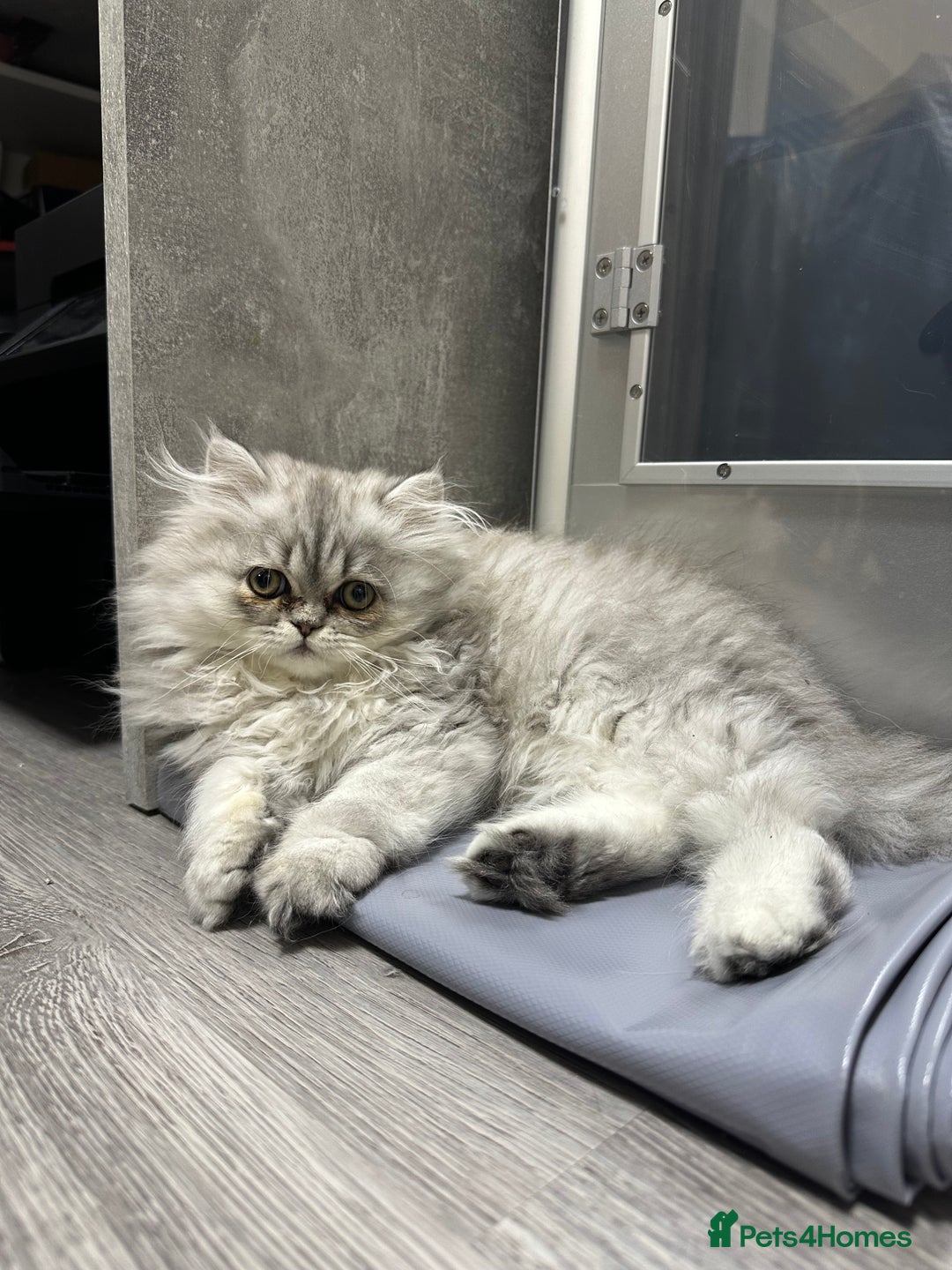 Persian cats for sale: Beautiful Persian x Exotic Kittens - Now Ready! - Image 2