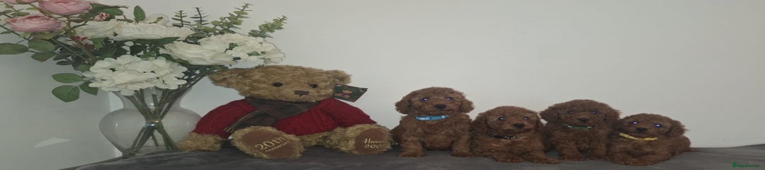 Cavapoo Puppy blue collar 