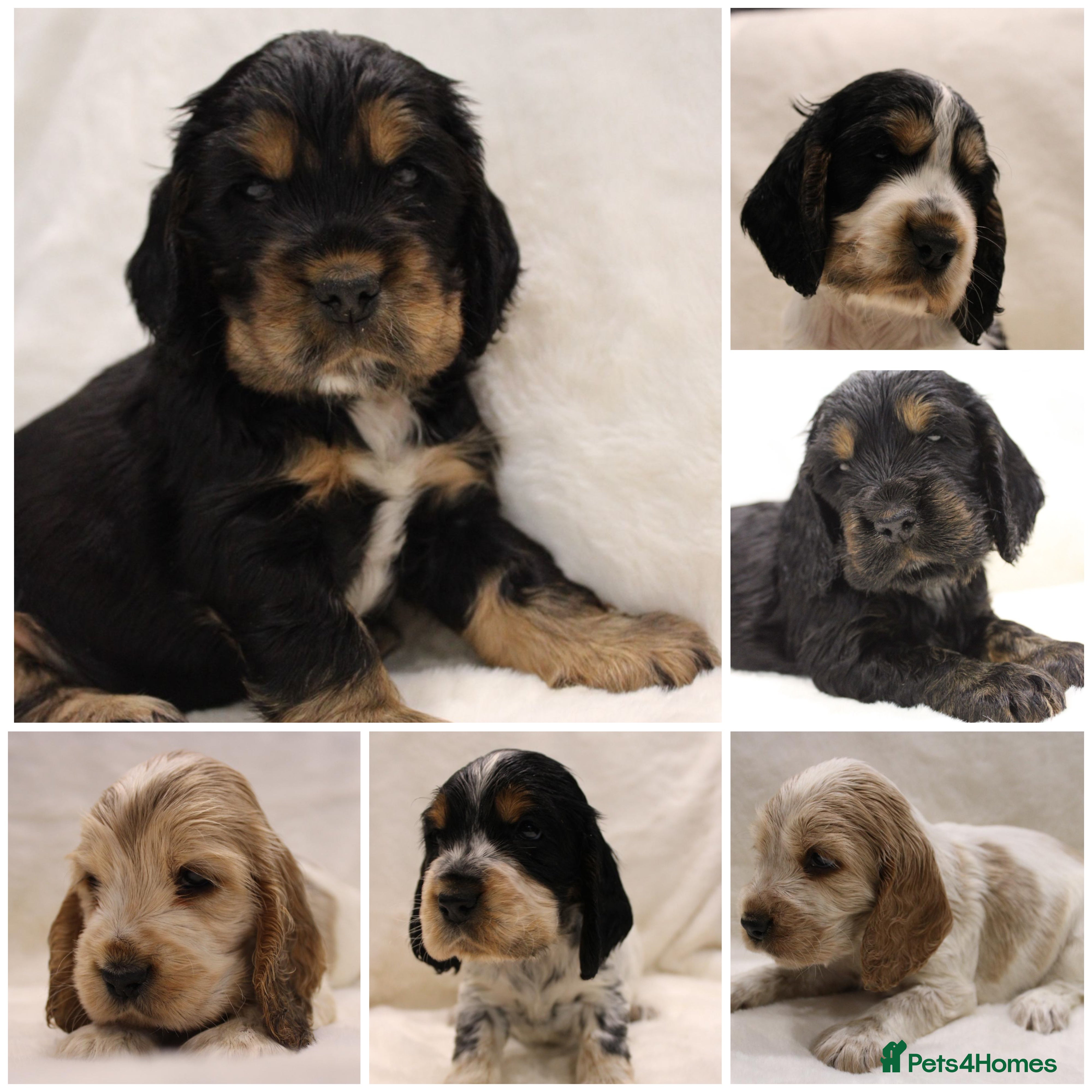 Cocker Spaniel dogs Kc Show type Cocker Spaniels  - Advert 5
