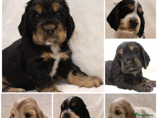 Cocker Spaniel dogs Kc Show type Cocker Spaniels - Advert 5