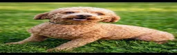 Cavapoo dogs for sale: 🌟 F1 Cavapoo Puppies –  Health Tested Parents in Wisbech - Advert 15