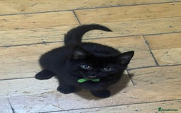 British Shorthair cats for sale: For sale  - Image 4
