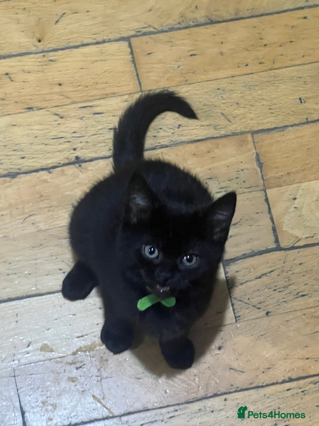 British Shorthair cats for sale: For sale  - Image 4