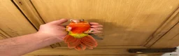 Conures birds for sale: Hand Reared Conures For Sale - Advert 17