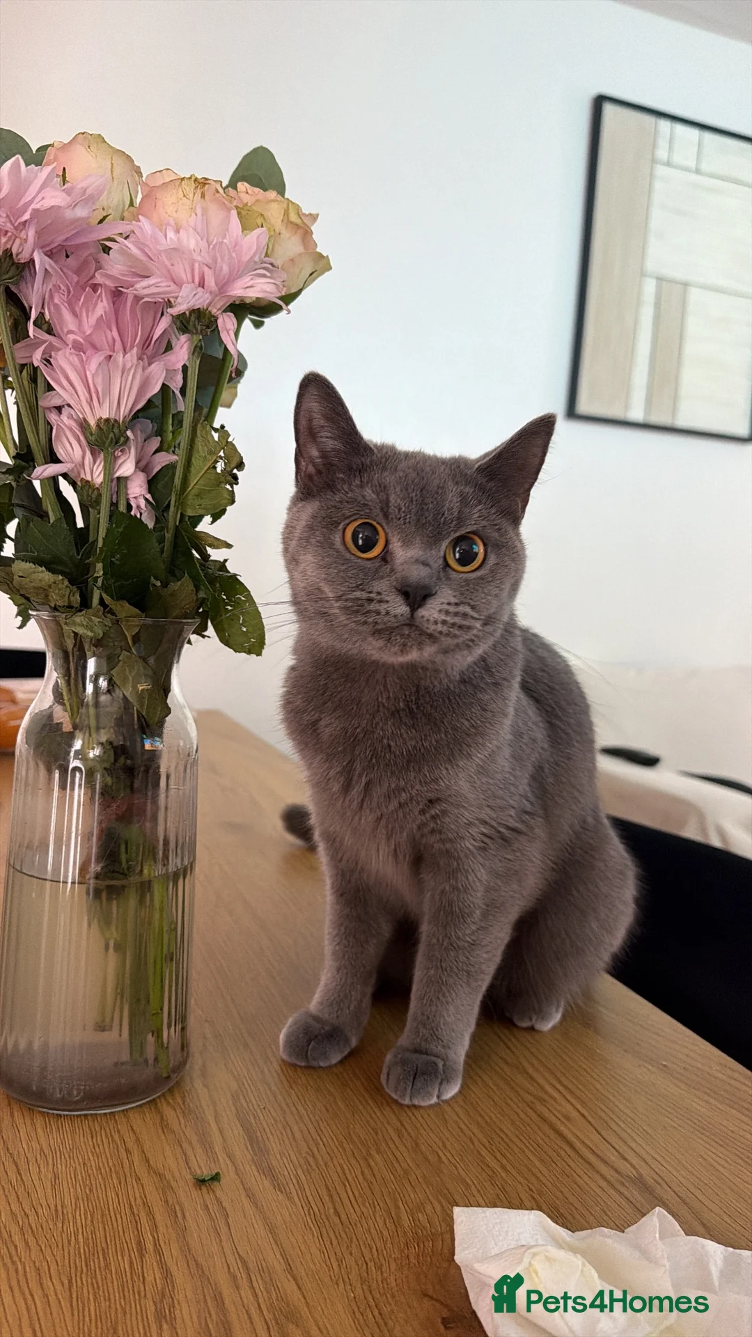 British Shorthair cats for sale: Female british shorthair  - Advert 2
