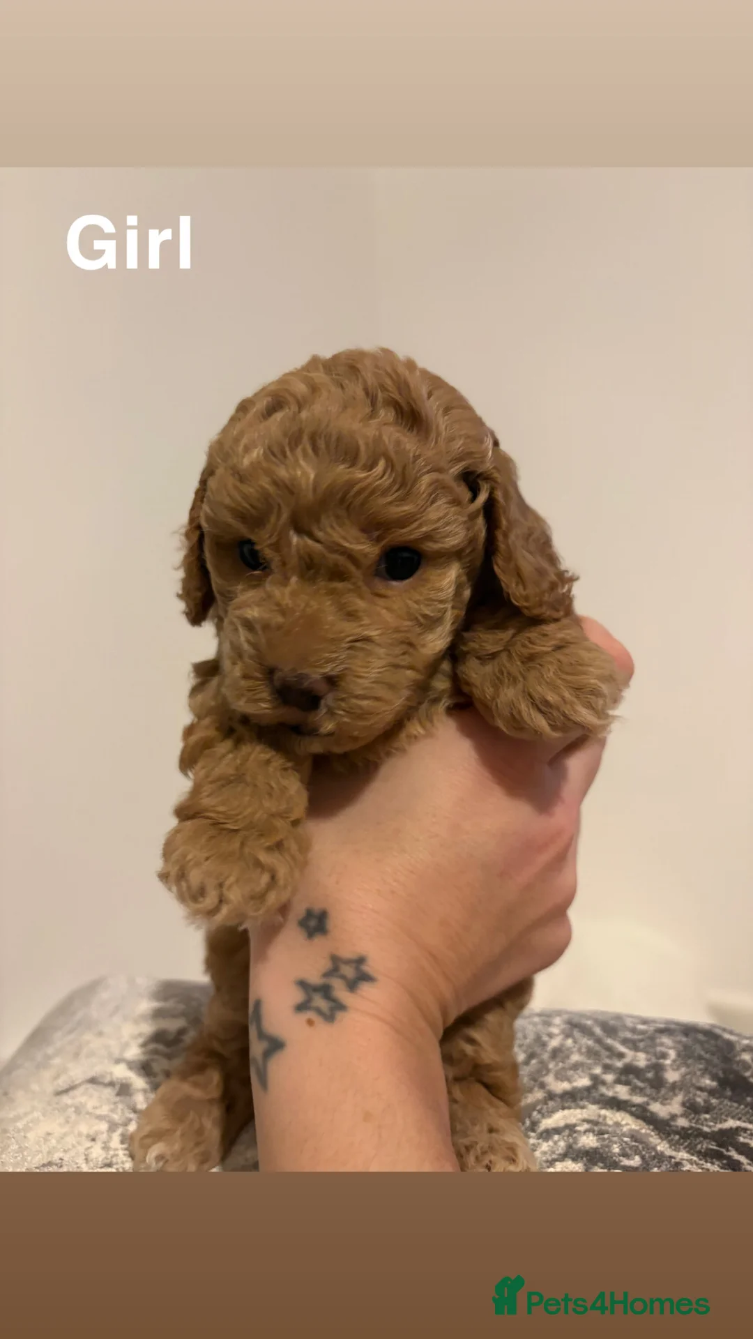 Toy Poodle dogs for sale: 5 cute curly red and apricot toy poodle puppies  - Advert 9