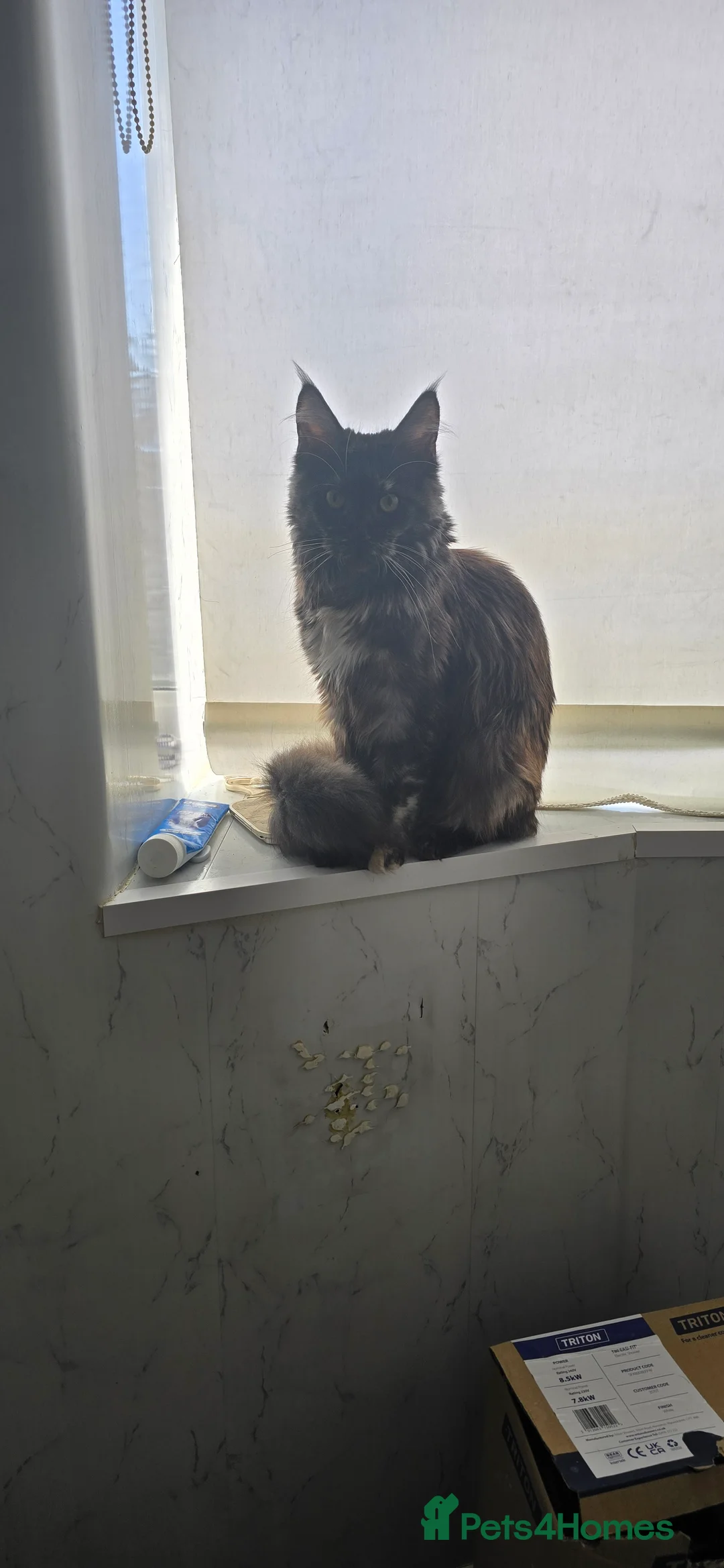 Maine Coon cats for sale: Coco maine coon in Wolverhampton - Advert 2