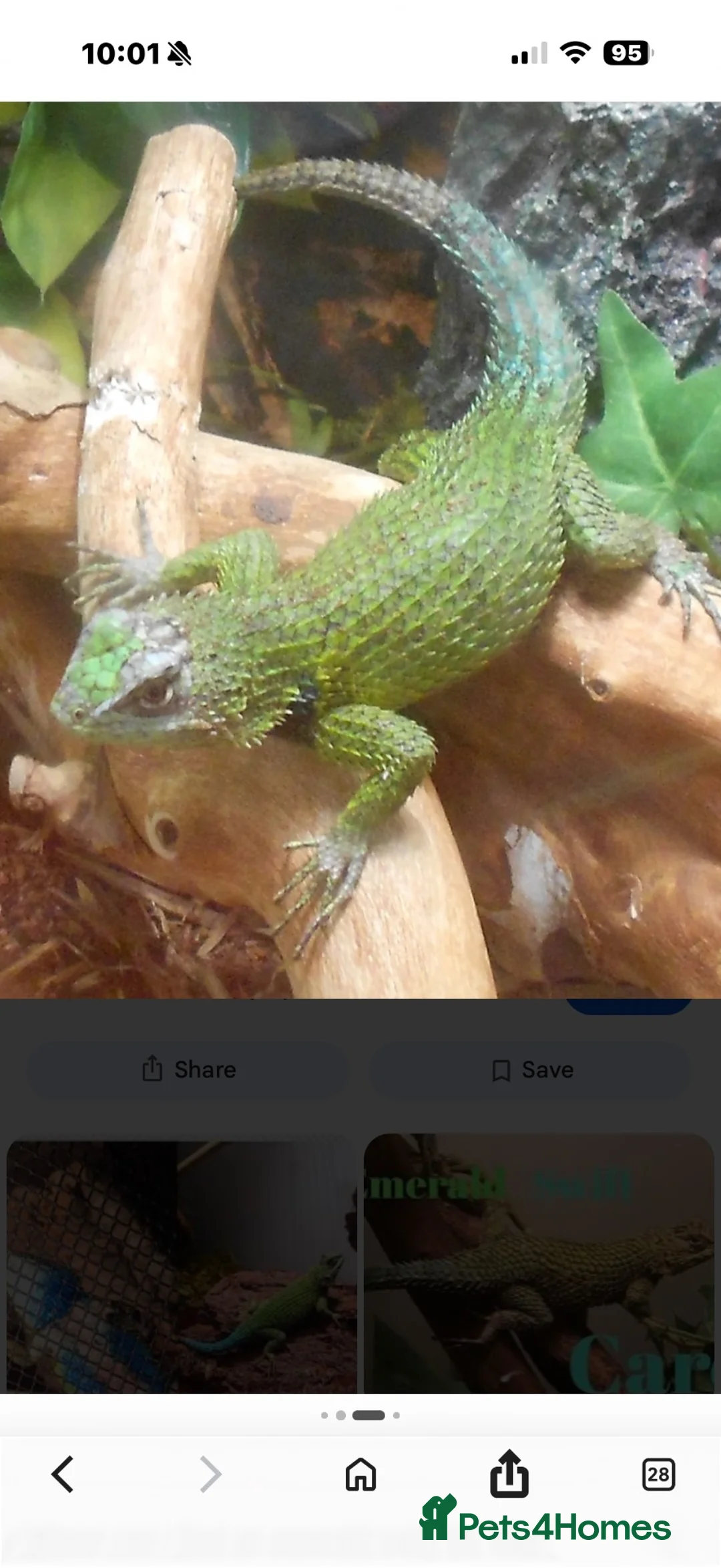 Lizard reptiles for sale: Emerald Swift reptile in Brigg - Advert 2