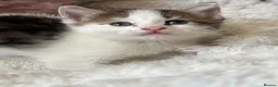 Domestic Shorthair cats for sale: 7 Bundles of fur 🤍🐾 - Advert 10