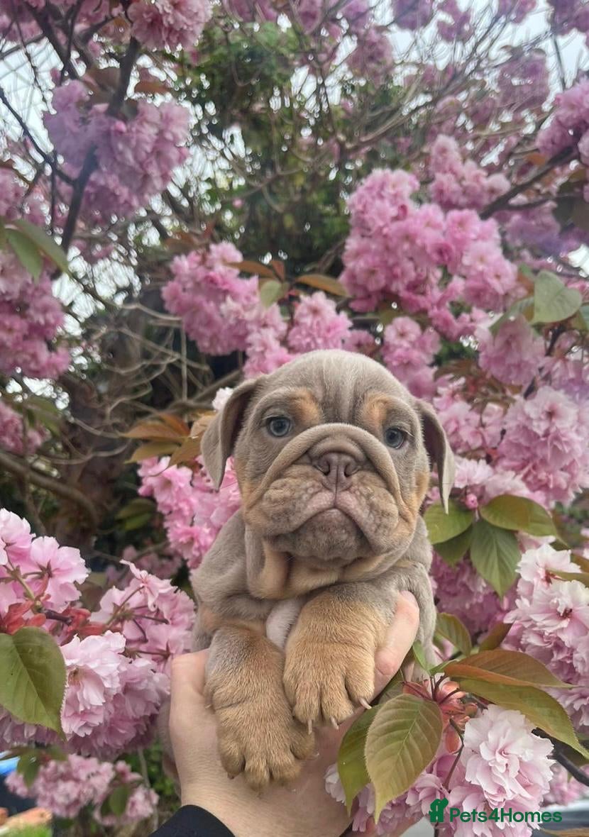 English Bulldog dogs 💙2 Male Lilac and Tan English Bulldog Puppies💙 - Advert 17