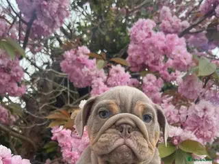 English Bulldog dogs 💙2 Male Lilac and Tan English Bulldog Puppies💙 - Advert 17