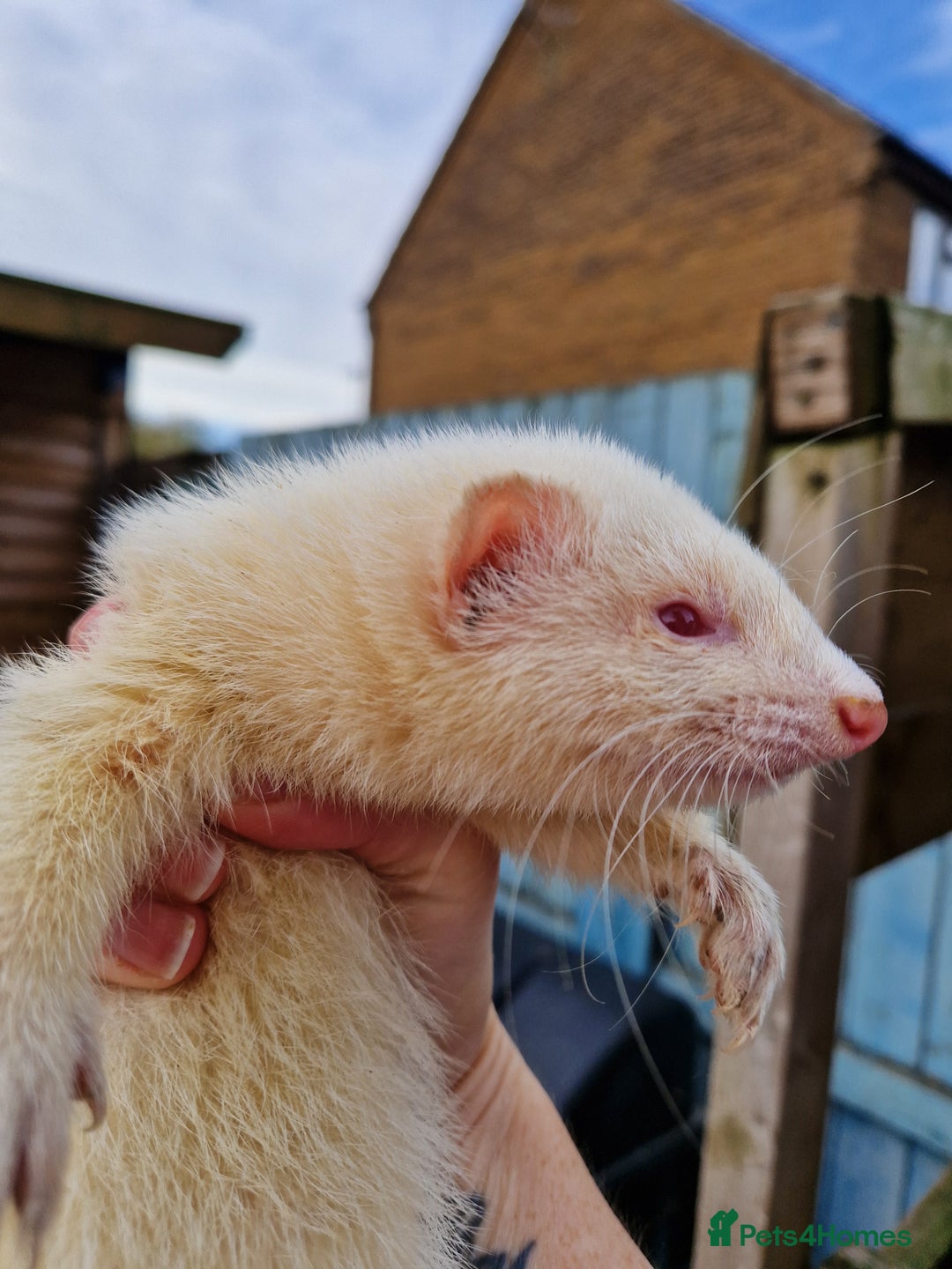 Ferret rodents for sale: Albino Ferret kits  - Advert 11