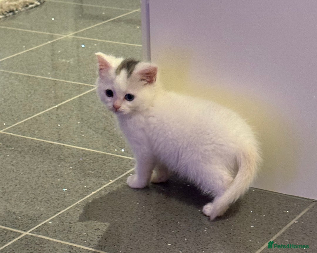Mixed Breed cats for sale: Gorgeous blue and green eyed white kitten - Advert 6
