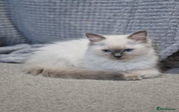 Ragdoll cats for sale: Stunning Pure Ragdoll Kittens - Vax and chipped  - Image 12