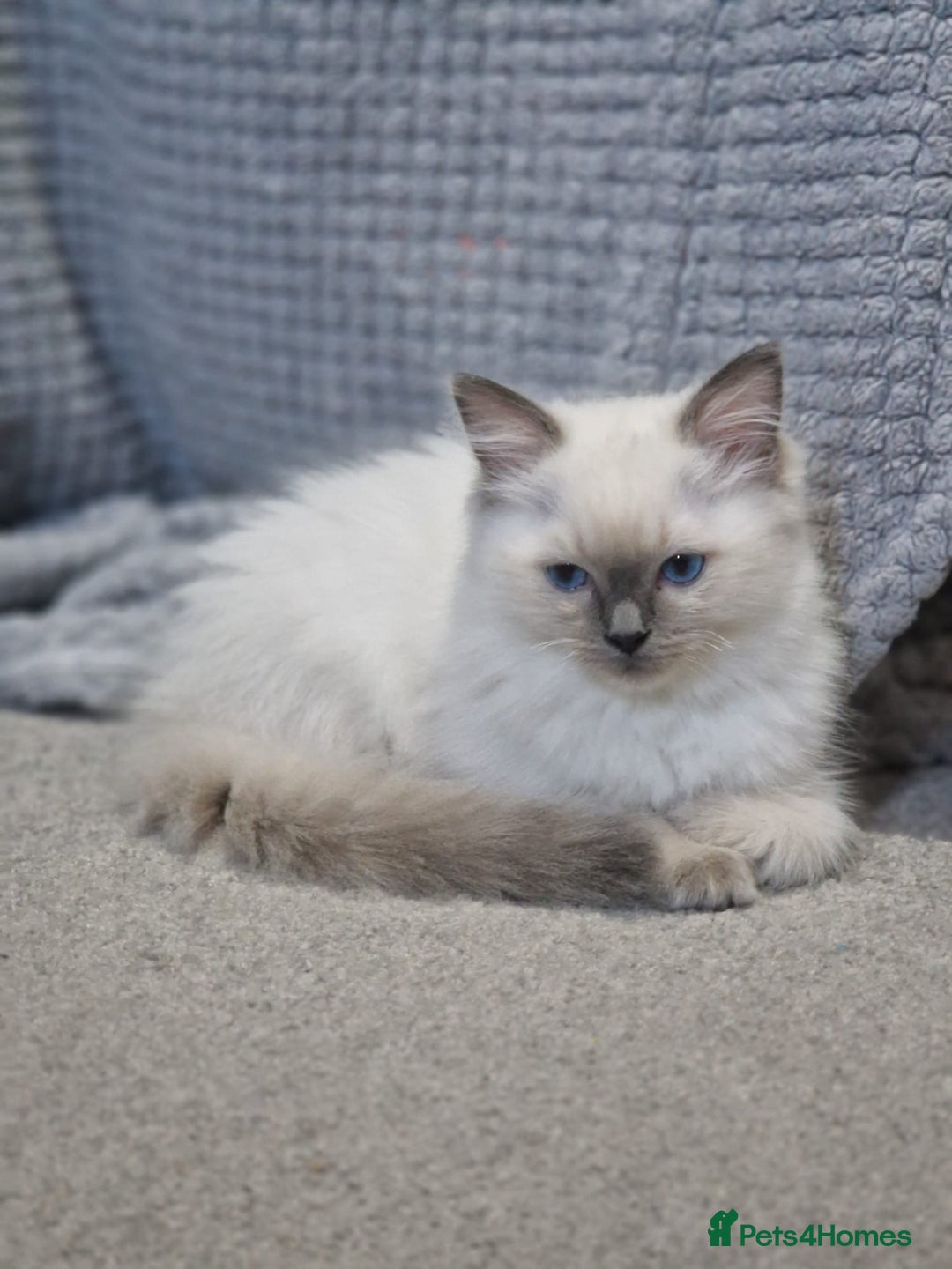 Ragdoll cats for sale: Stunning Pure Ragdoll Kittens - Vax and chipped  - Image 12