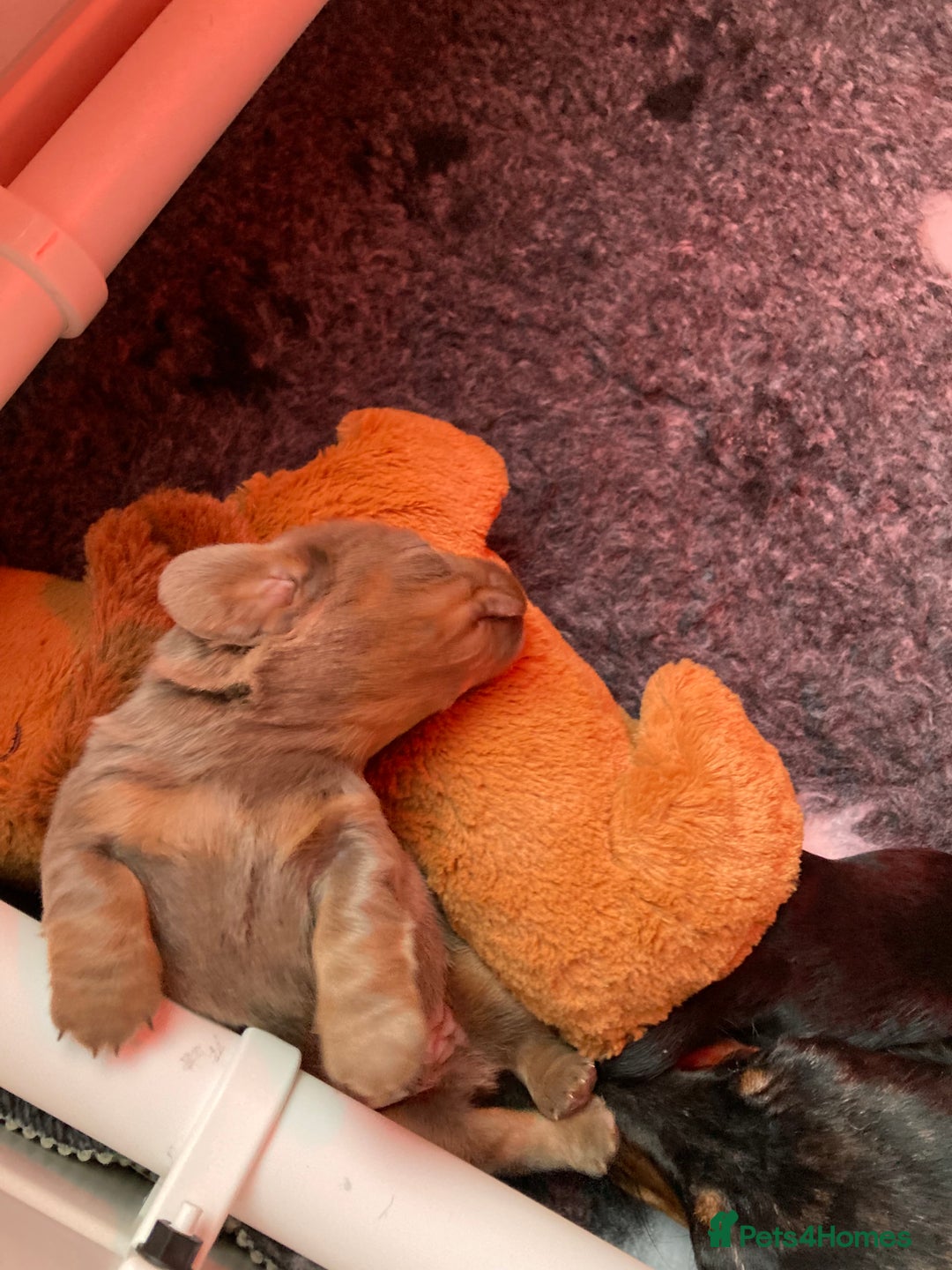 Dachshund dogs for sale: 2 miniature Dashhounds available  - Advert 15