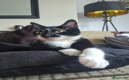 British Shorthair cats for sale: Stanley Needs Rehoming - Image 2