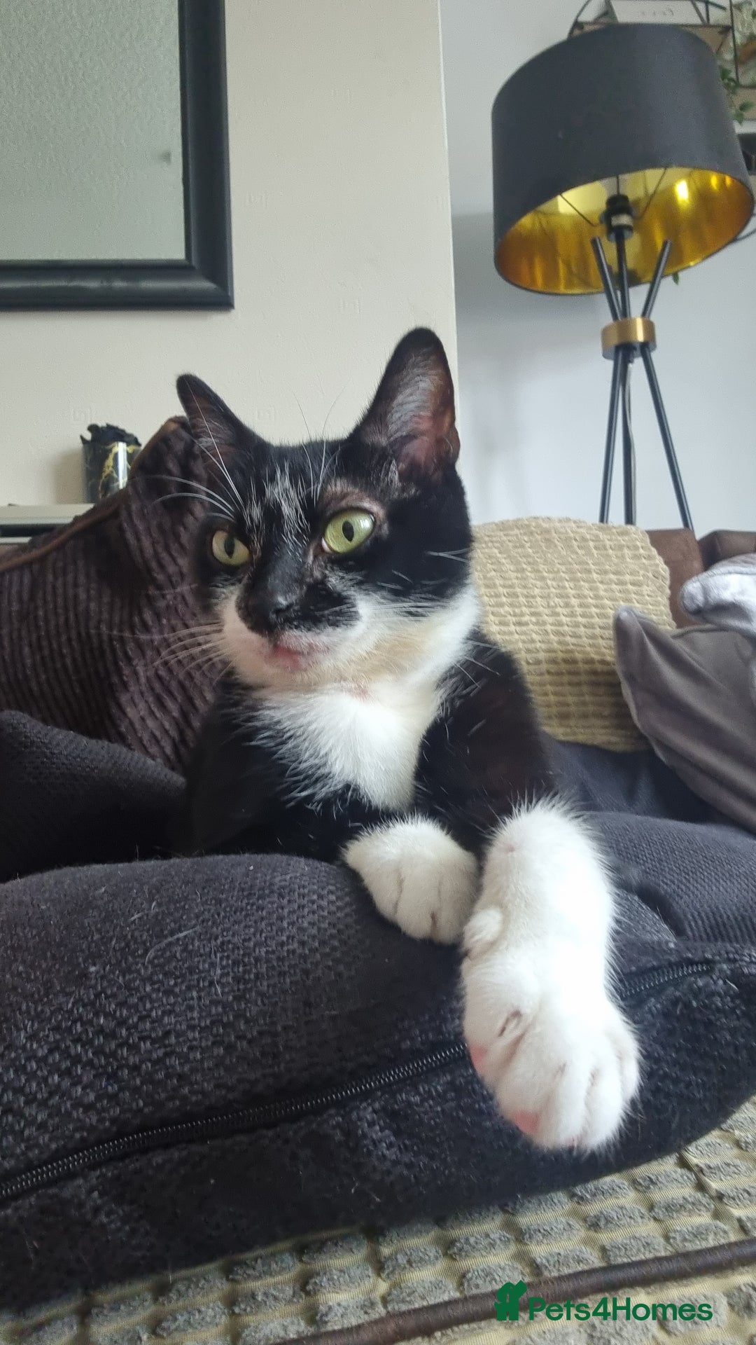 British Shorthair cats for sale: Stanley Needs Rehoming - Image 2