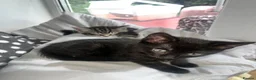 Mixed Breed cats for sale: 🐾BlackBrown Tabby Kittens needing Forever Homes🐾 in London - Advert 24