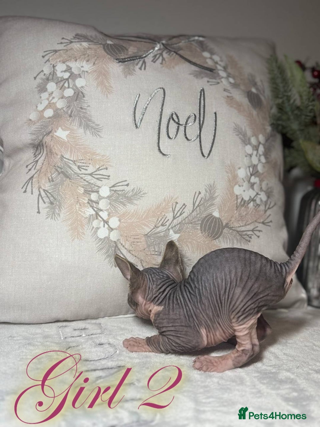 Sphynx cats for sale: Stunning Pedigree Sphynx Kittens - Advert 18