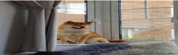 Japanese Shiba Inu dogs for sale: Shiba Inu Puppies for Sale in London - Advert 7