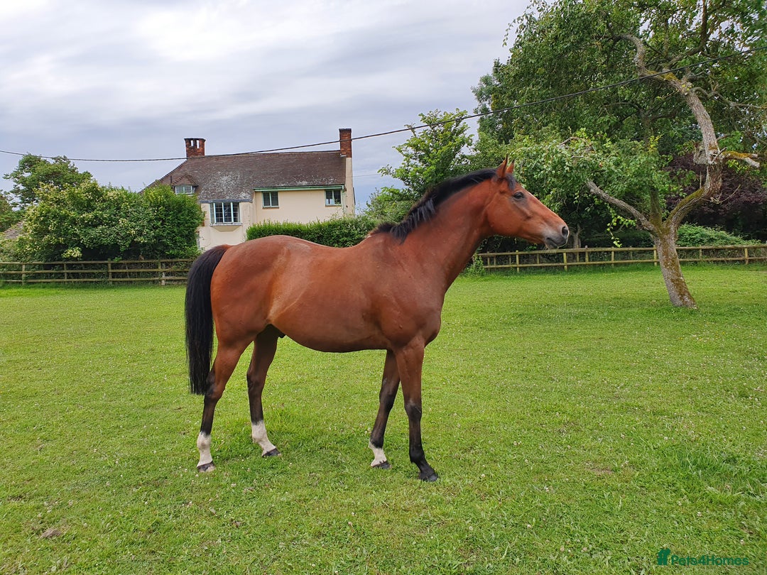 Other Breed horses for sale: 15.1 Welsh x thoroughbred  - Image 13