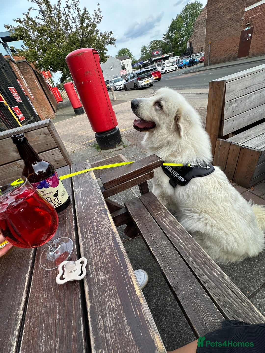 Pyrenean Mountain Dog dogs for sale: 3 Year Old Loving Girl  - Advert 10