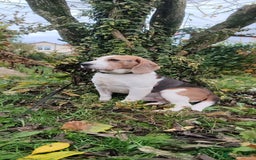 Beagle dogs for adoption: Charlie - the Beagle - Image 9