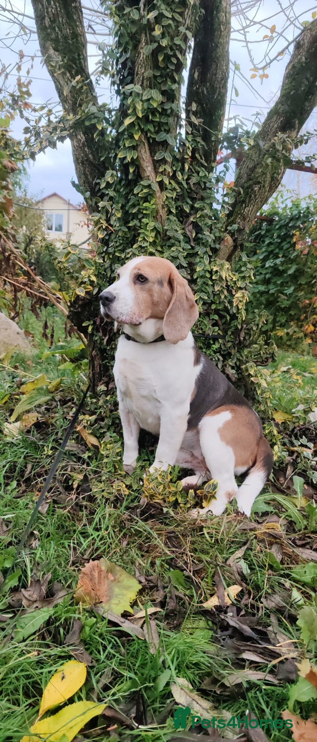 Beagle dogs for adoption: Charlie - the Beagle - Image 9