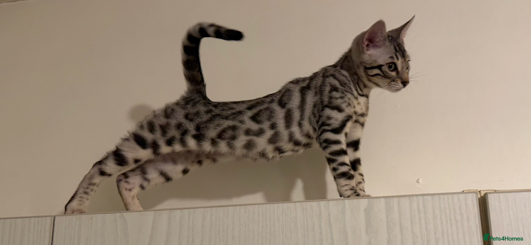 Bengal cats for sale: 🩶 BENGAL 🔥 KITTENS 🤍 TICA REGISTERED  - Advert 40