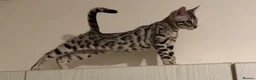 Bengal cats for sale: 🩶 BENGAL 🔥 KITTENS 🤍 TICA REGISTERED  - Advert 39