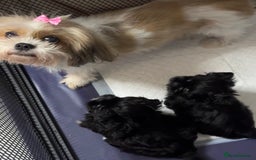 Shih Tzu dogs for sale: Standard Shih Tzu puppies  - Image 7